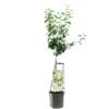 Perenboom (Pyrus Comm. Doyenné Du Comice Laag), In Pot -Gardena Winkel peer pyrus comm doyenne du comice laag 1500x1500 623c767bf3b48 l