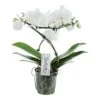 Phalaenopsis Balletto Wing 2 Tak, Minimaal 16 Bloemen -Gardena Winkel phalaenopsis balletto wing 2 tak minimaal 16 bloemen 1615997131 l