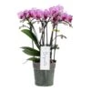 Phalaenopsis Boquetto Delight 3 Tak, Minimaal 30 Bloem -Gardena Winkel phalaenopsis boquetto delight 3 tak minimaal 30 bloem 1615997569 l