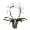 Phalaenopsis Mirror Miracle Aurora 2 Tak, Minimaal 15 Bloemen 2 Phalaenopsis Mirror Miracle Aurora 2 Tak, Minimaal 15 Bloemen -Gardena Winkel phalaenopsis mirror miracle aurora 2 tak minimaal 15 bloemen 1615997261 l