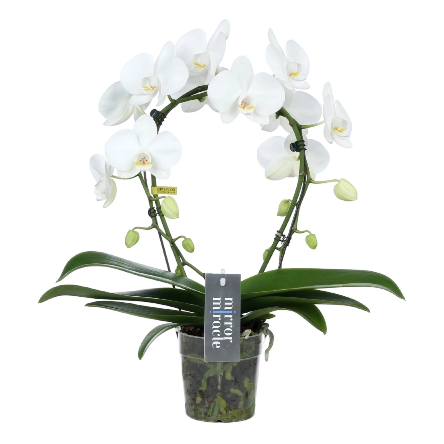 Phalaenopsis Mirror Miracle Aurora 2 Tak, Minimaal 15 Bloemen 3 Phalaenopsis Mirror Miracle Aurora 2 Tak, Minimaal 15 Bloemen
