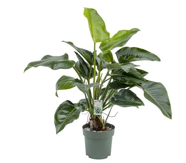 Philodendron Green Beauty, In 27cm-pot 3 Philodendron Green Beauty, In 27cm-pot