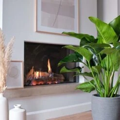 Philodendron Green Beauty, In 27cm-pot 5 Philodendron Green Beauty, In 27cm-pot -Gardena Winkel philodendron green beauty in 27cm pot 600x600 61fce46ea2588 l