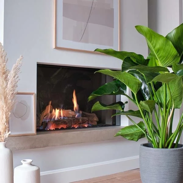 Philodendron Green Beauty, In 27cm-pot 4 Philodendron Green Beauty, In 27cm-pot - Afbeelding 2