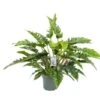 Philodendron Rambo, In 27cm-pot -Gardena Winkel philodendron rambo in 27cm pot 600x468 61fce47114095 l
