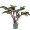 Philodendron Red Beauty, In 27cm-pot -Gardena Winkel philodendron red beauty in 27cm pot 600x495 61fce46e047d5 l