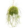Rotskoraal (Rhipsalis Cassutha), In 21cm-hangpot 1 Rotskoraal (Rhipsalis Cassutha), In 21cm-hangpot -Gardena Winkel rotskoraal rhipsalis cassutha in 21cm hangpot 1613729904 l