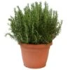 Rozemarijn, In 30cm-pot -Gardena Winkel rozemarijn in 30cm pot 800x800 62273561e5959 l