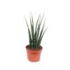 Sansevieria Mikado, In 14cm-pot -Gardena Winkel sansevieria mikado in 14cm pot 1612533699 l