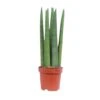 Sansevieria Straight, In 14cm-pot -Gardena Winkel sansevieria straight in 14cm pot 1612533704 l