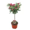 Stamroos 60cm Hoog -Gardena Winkel stamroos 60cm hoog 1000x1000 6439441874c1b l