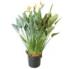 Strelitzia Reginae, In 40cm-pot 160cm Hoog -Gardena Winkel strelitzia reginae 160cm in 40cm pot 1000x1000 625410aaf29bd l