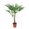 Winterharde Palm 150cm Hoog, In 35cm-pot -Gardena Winkel winterharde palm 150cm hoog in 35cm pot 1000x1000 6255853d235f6 l