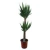 Yucca Elephantipes, In 24cm-pot 140cm Hoog -Gardena Winkel yucca elephantipes 140cm hoog in 24cm pot 1000x1000 63a45c387a4ba l