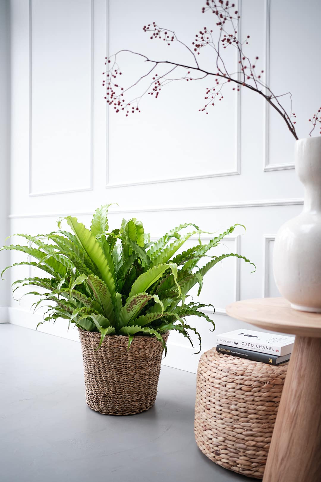 Gardena Winkel -Gardena Winkel Beautanic Lifestyle Asplenium Osaka verticaal INSTA