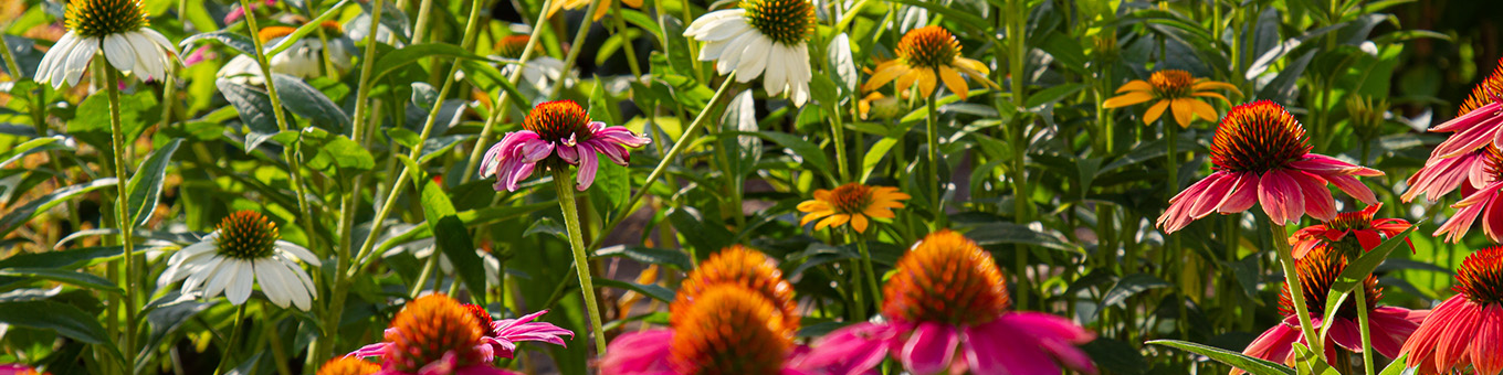 Gardena Winkel -Gardena Winkel Zonnige plekjes opfleuren met vaste planten main